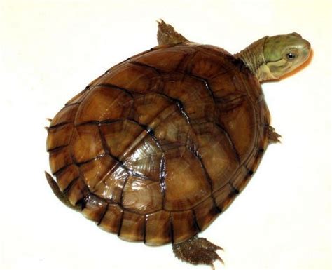 烏龜怎麼養 芙蓉照顧方法